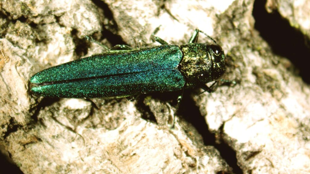 emerald ash borer