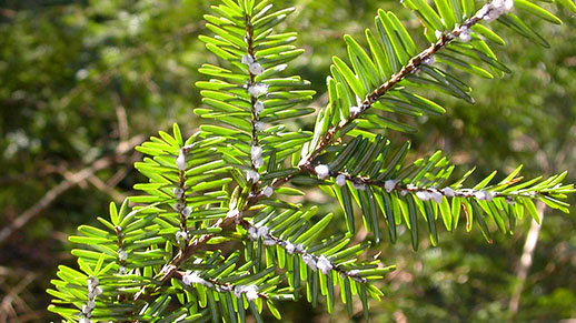 hemlock woolly adelgid