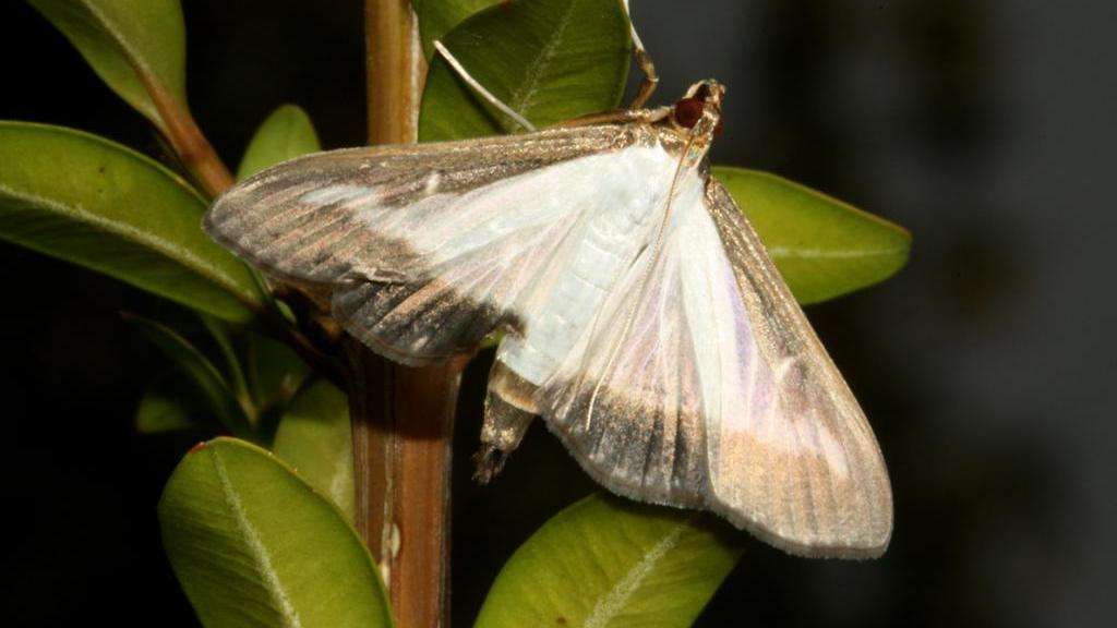 Box tree moth adult on boxwood