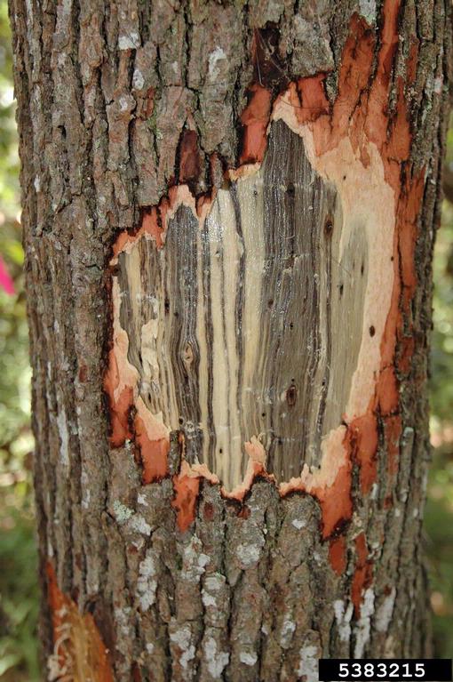 cambium streaking caused by Laurel wilt 