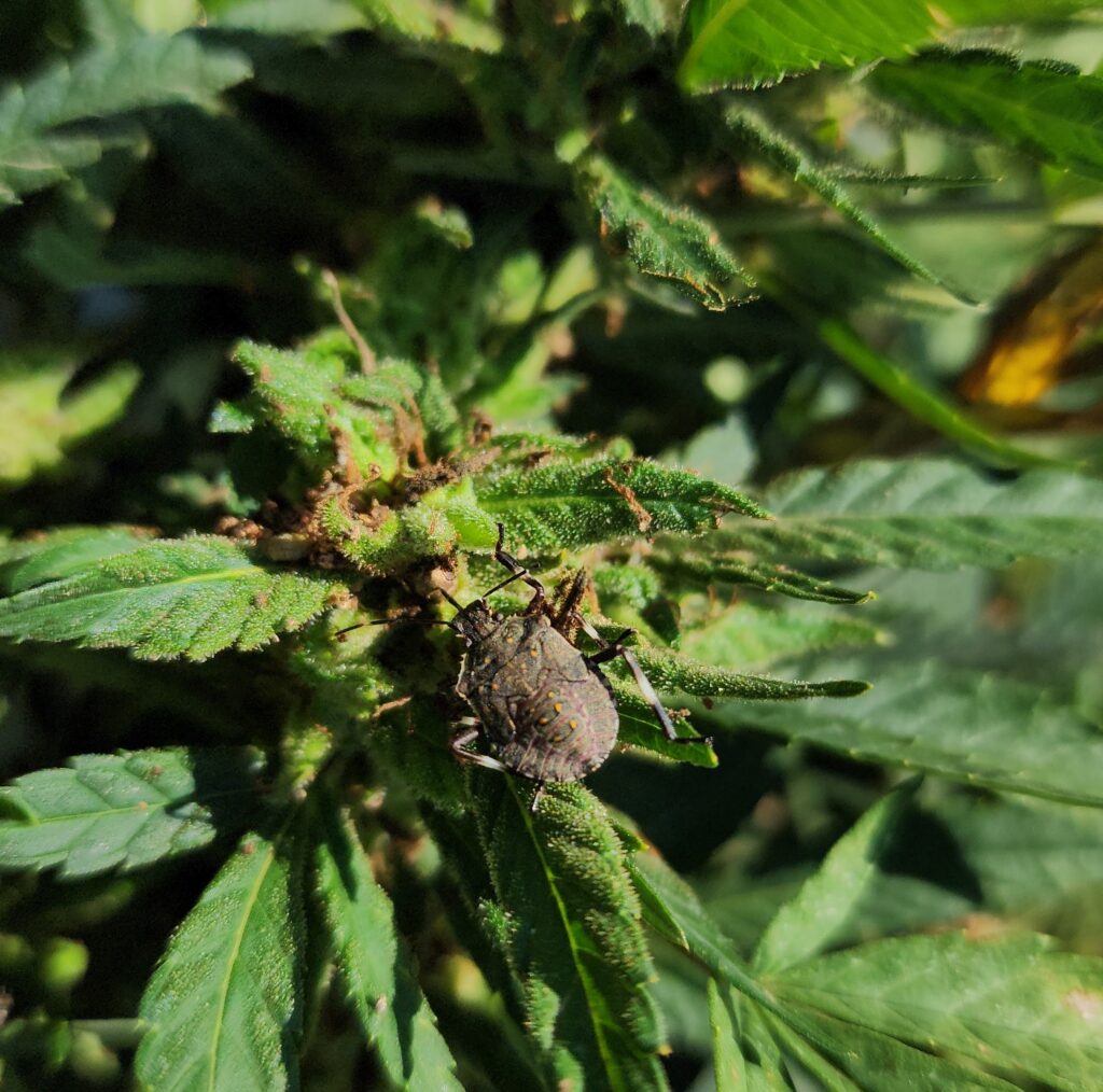 brown marmorated stink bug nymph feeding on hemp grain