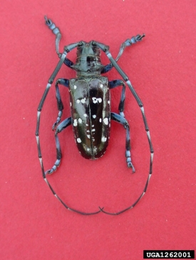 Asian long horned beetle