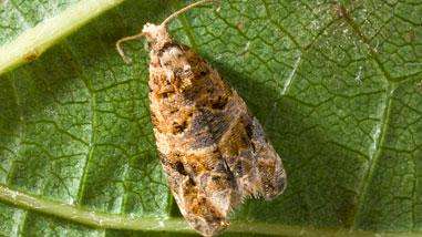 European grape vine month on leaf