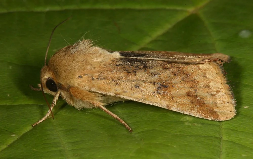 old world bollworm adult moth on leaf