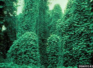 forest covered by kudzu vine