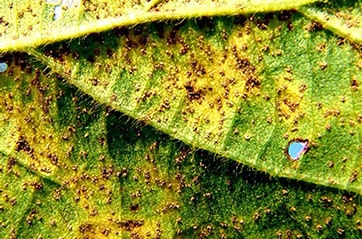 soybean rust on the underside of a soybean leaf 