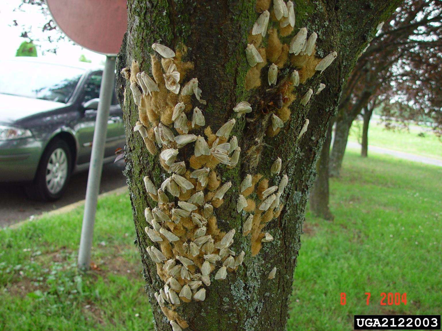 spongy moth egg masses on tree