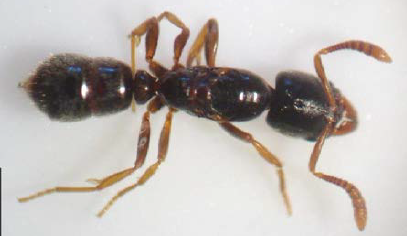 This is a photo of the full body dorsal view of an Asian needle ant worker.