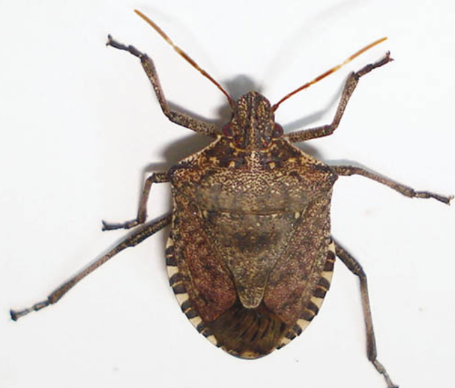 Brown marmorated stink bug adult from the dorsal view.