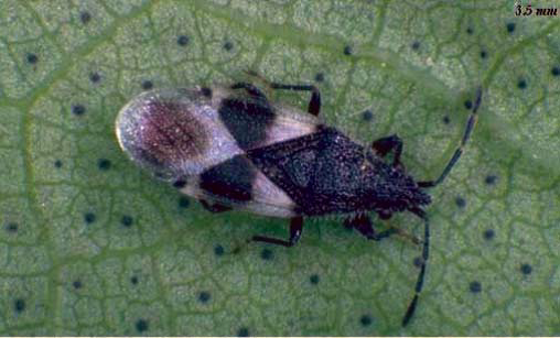 Cotton seed bug dorsal view on cotton boll.