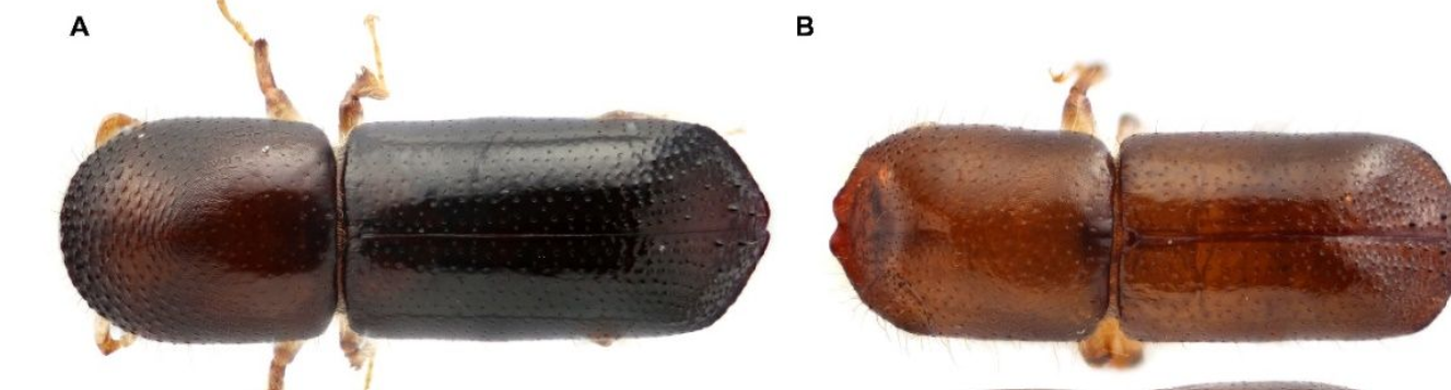 A) adult female and B) adult male ambrosia beetle.